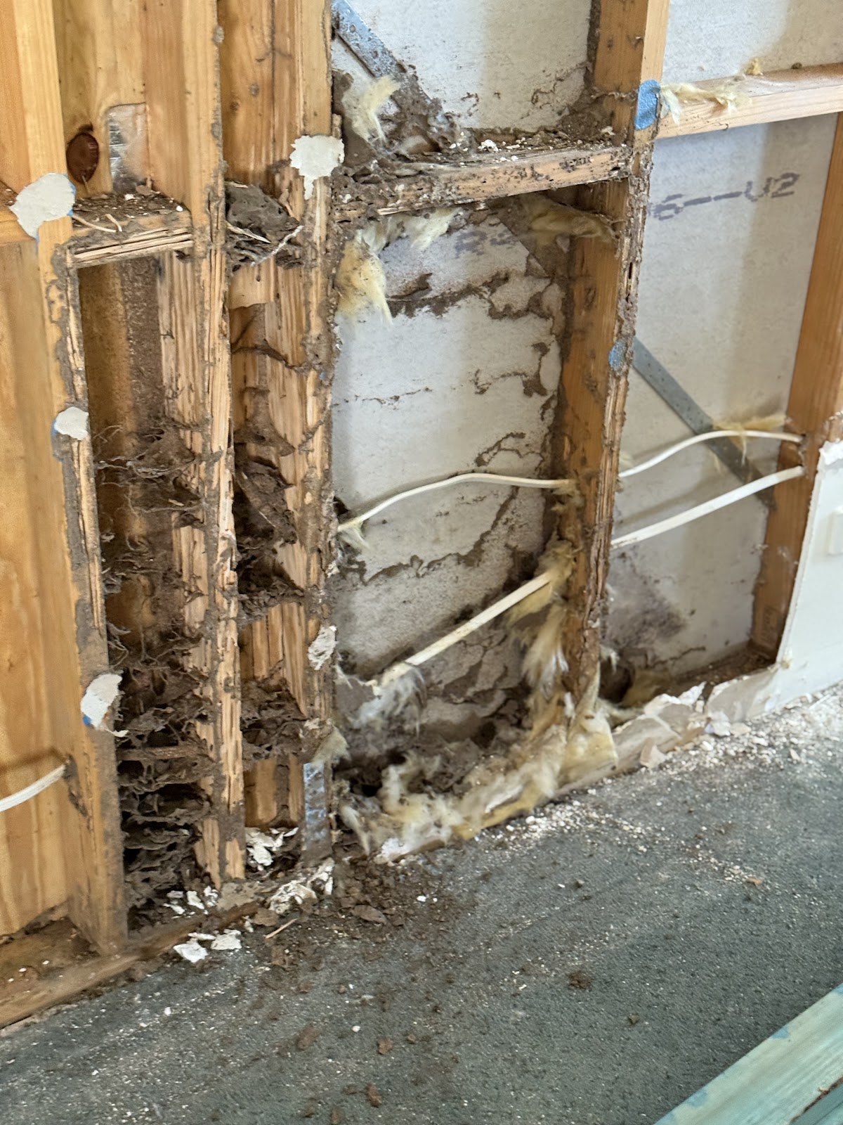 Wall frame opened up showing termite damage to the studs
