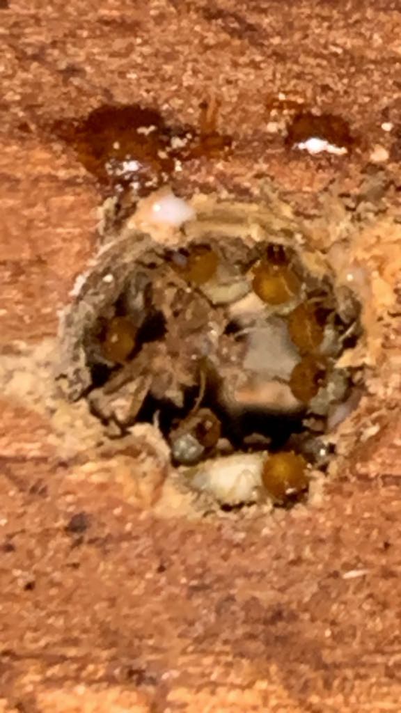 Wasp nest cells with larvae in timber