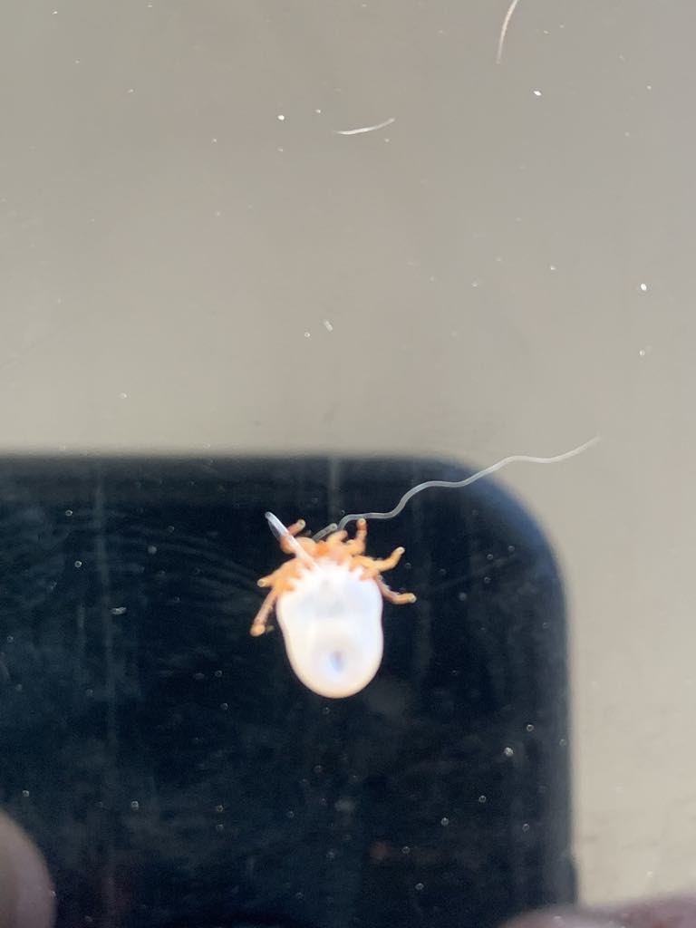A tick held up for a close look during a job