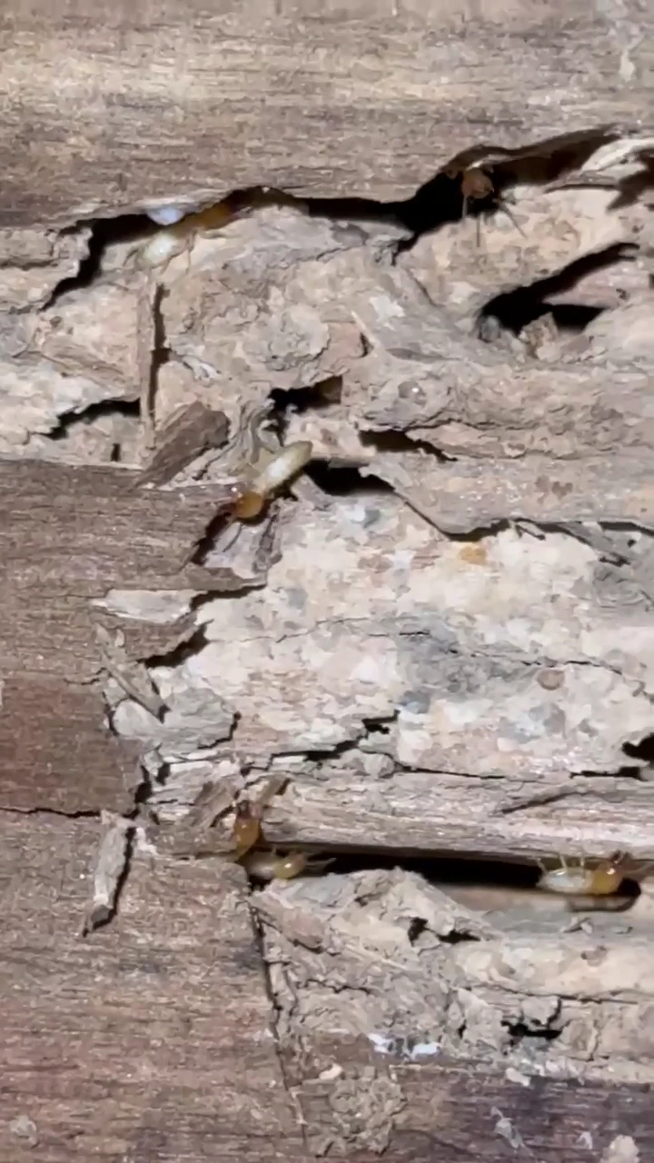 Close up of timber eaten out by termites