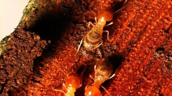 Termites on damaged timber