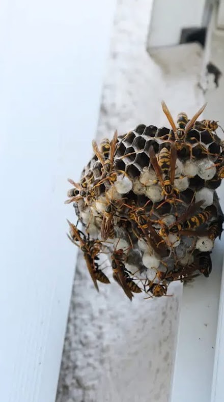 Paper wasp nest with wasps on a house wall
